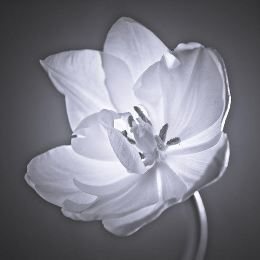 Image Only