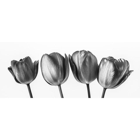 Four tulips, FTBR-1795 White Modern Wood Framed Art Print by Frank, Assaf