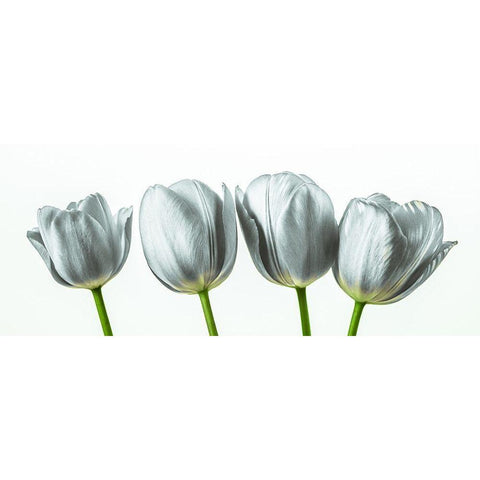 Four tulips Black Modern Wood Framed Art Print with Double Matting by Frank, Assaf