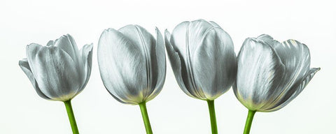 Four tulips White Modern Wood Framed Art Print with Double Matting by Frank, Assaf