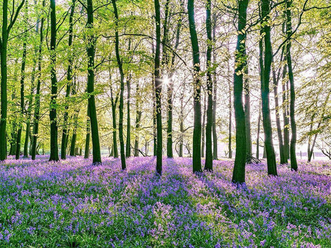 Bluebells covering forest floor Black Ornate Wood Framed Art Print with Double Matting by Frank, Assaf