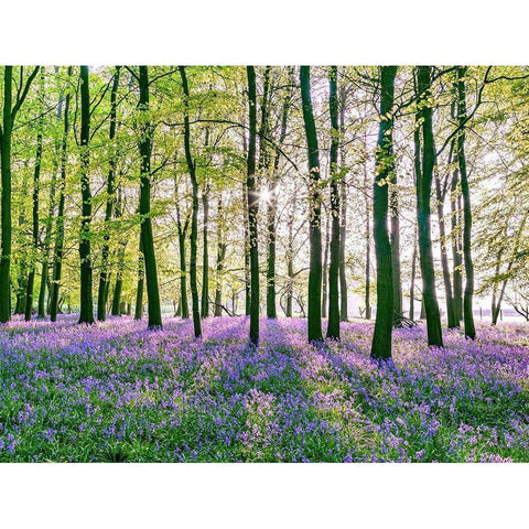 Bluebells covering forest floor Gold Ornate Wood Framed Art Print with Double Matting by Frank, Assaf