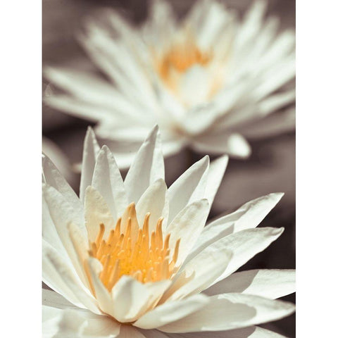 Water Lilies White Modern Wood Framed Art Print by Frank, Assaf