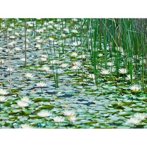 Water Lilies White Modern Wood Framed Art Print by Frank, Assaf