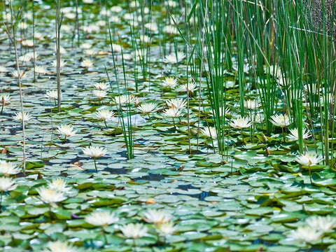 Water Lilies White Modern Wood Framed Art Print with Double Matting by Frank, Assaf