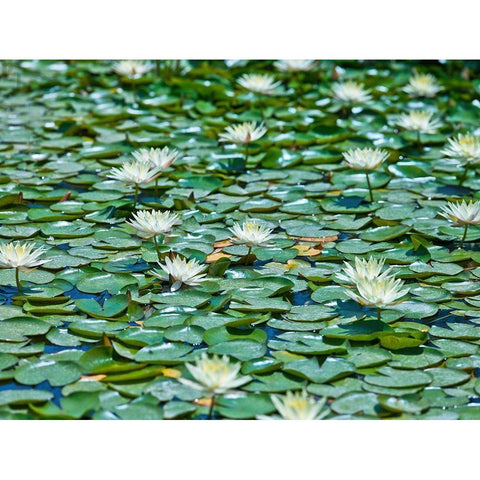 Water Lilies Black Modern Wood Framed Art Print with Double Matting by Frank, Assaf