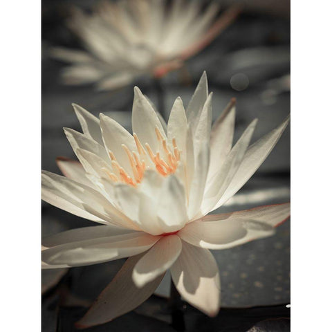 Water Lily White Modern Wood Framed Art Print by Frank, Assaf