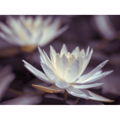 Water Lilies White Modern Wood Framed Art Print by Frank, Assaf