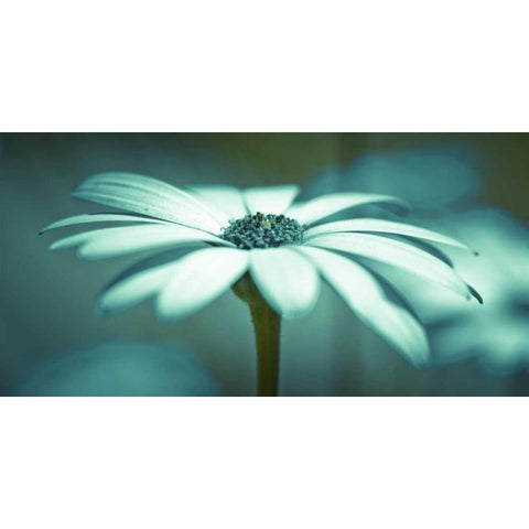 Daisy Flower White Modern Wood Framed Art Print by Frank, Assaf