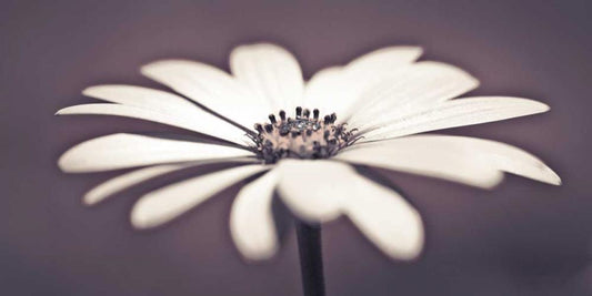 Image Only