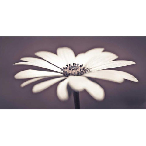 Daisy Flower White Modern Wood Framed Art Print by Frank, Assaf