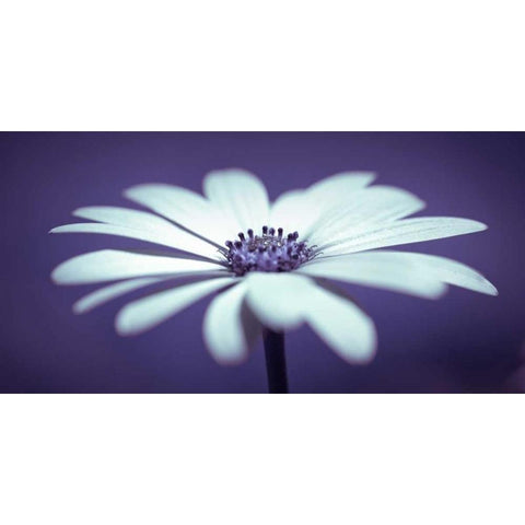 Daisy Flower White Modern Wood Framed Art Print by Frank, Assaf