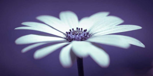 Image Only