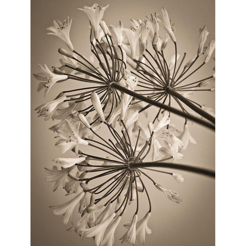 African Lily White Modern Wood Framed Art Print by Frank, Assaf