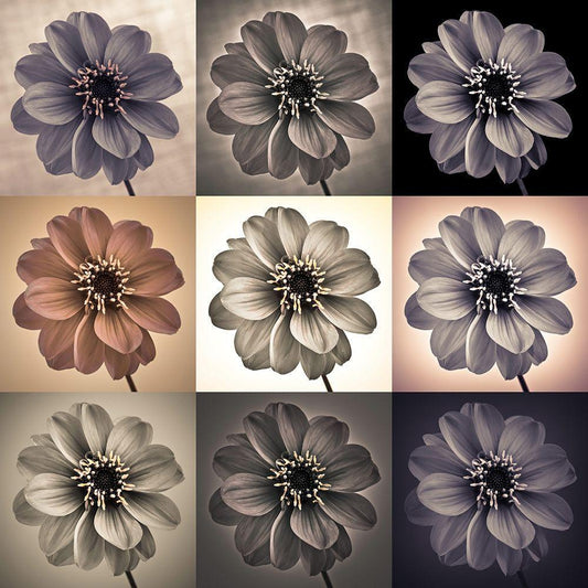 Image Only
