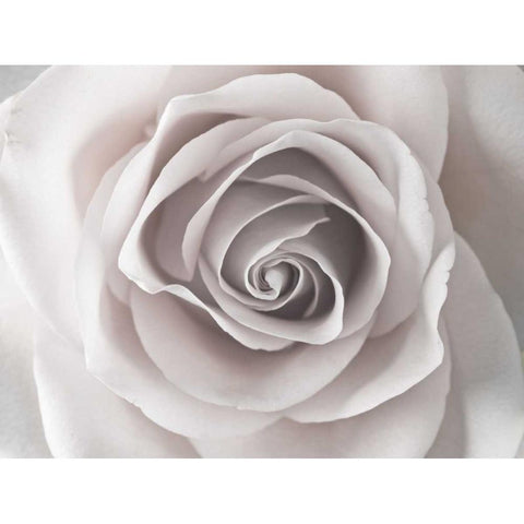 Rose close-up White Modern Wood Framed Art Print by Frank, Assaf