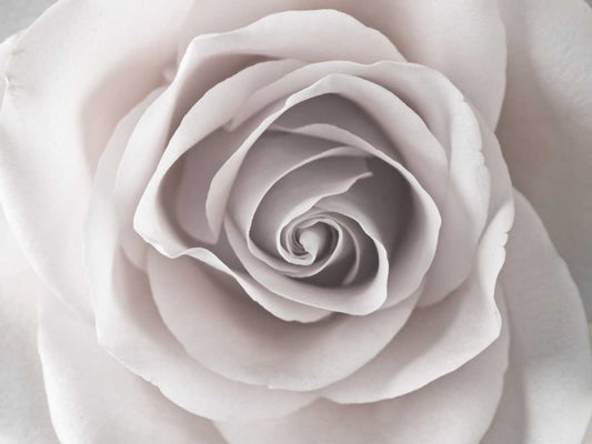 Image Only