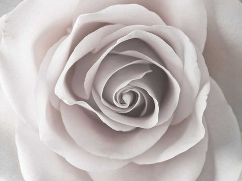 Rose close-up White Modern Wood Framed Art Print with Double Matting by Frank, Assaf