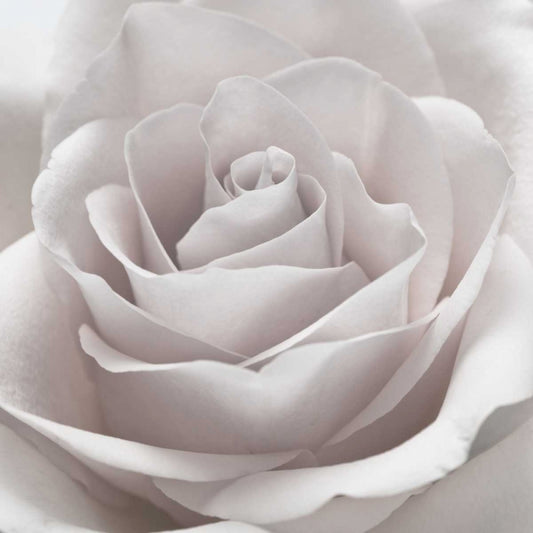 Image Only