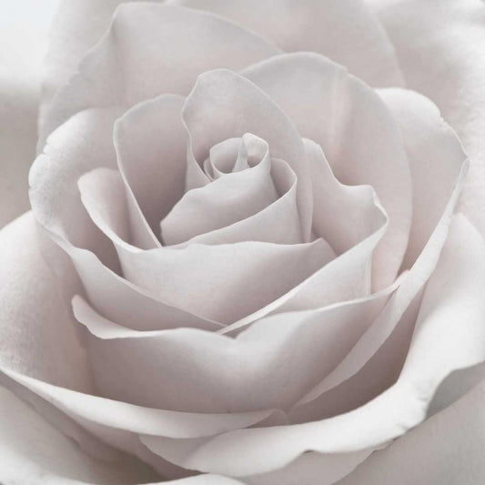 Image Only