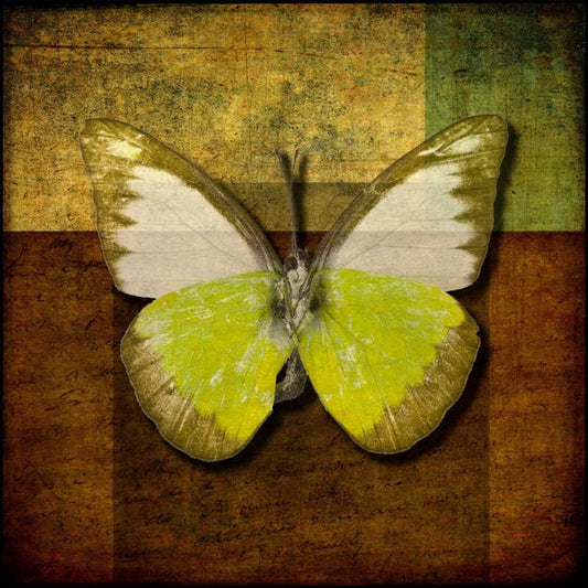Image Only