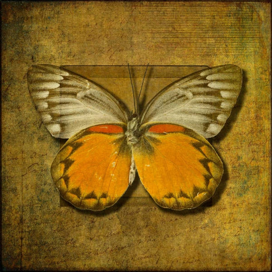 Image Only