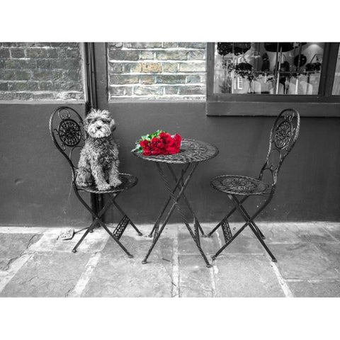 Dog Sitting on a chair with a banch of roses on a table White Modern Wood Framed Art Print by Frank, Assaf