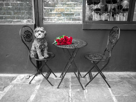 Dog Sitting on a chair with a banch of roses on a table White Modern Wood Framed Art Print with Double Matting by Frank, Assaf