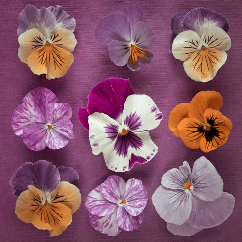 Nine Pansy flowers Black Modern Wood Framed Art Print with Double Matting by Frank, Assaf