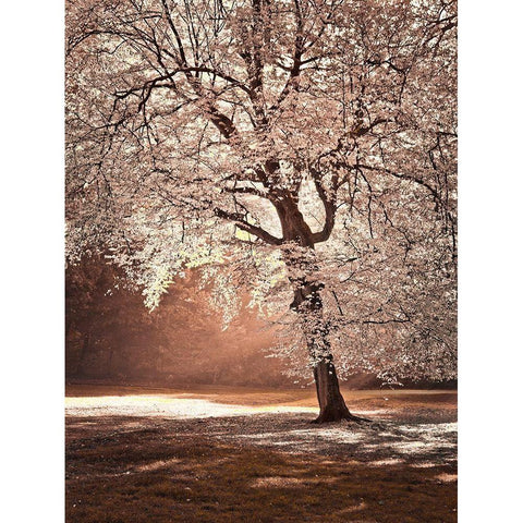 Autumn tree in sunlight White Modern Wood Framed Art Print by Frank, Assaf