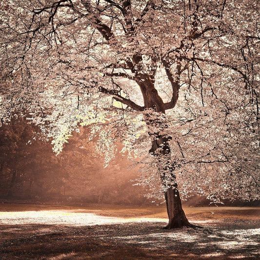 Image Only