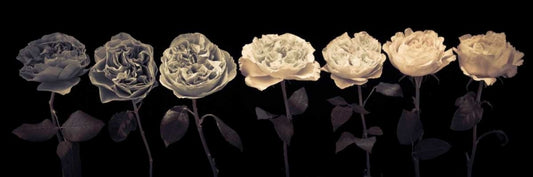 Image Only