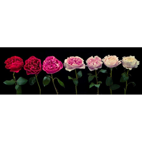 Multi coloured roses in a row Gold Ornate Wood Framed Art Print with Double Matting by Frank, Assaf