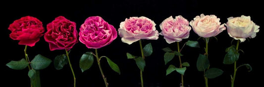 Image Only