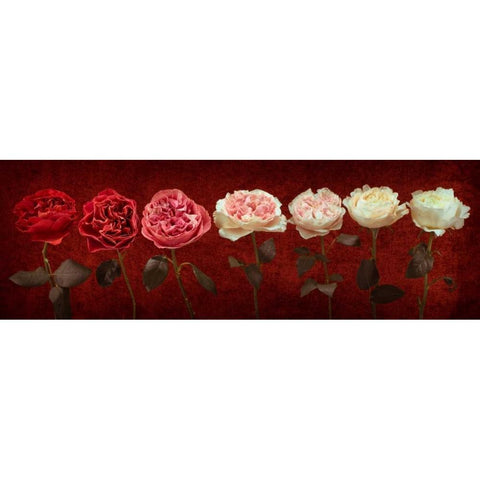 Multi coloured roses in a row White Modern Wood Framed Art Print by Frank, Assaf