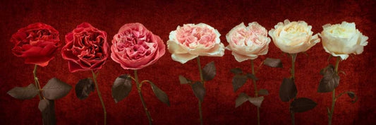 Image Only