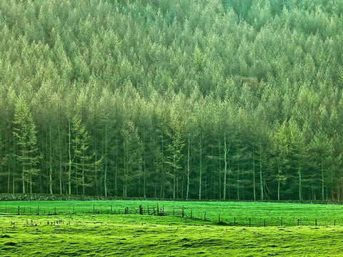 Forest edge White Modern Wood Framed Art Print with Double Matting by Frank, Assaf