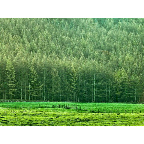 Forest edge Black Modern Wood Framed Art Print with Double Matting by Frank, Assaf