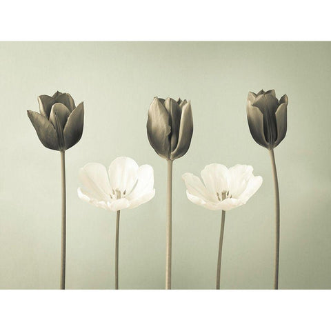 Tulip flowers in a row Black Modern Wood Framed Art Print with Double Matting by Frank, Assaf