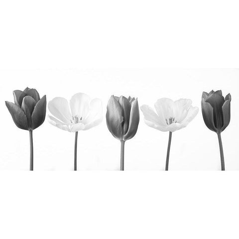 Five tulips in a row, FTBR-1820 White Modern Wood Framed Art Print by Frank, Assaf