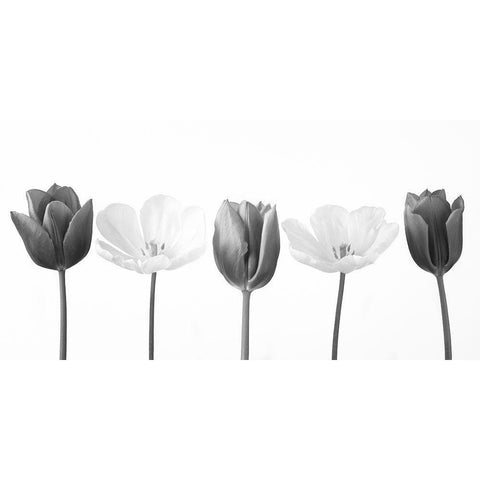 Five tulips in a row, FTBR-1842 Black Modern Wood Framed Art Print with Double Matting by Frank, Assaf