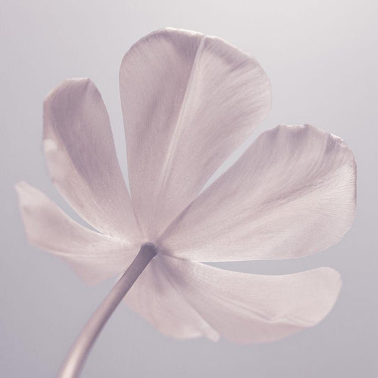 Image Only