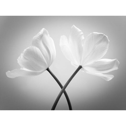 Two Tulip flowers crossed, FTBR-1821 Black Modern Wood Framed Art Print with Double Matting by Frank, Assaf