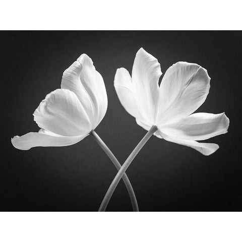 Two Tulip flowers crossed, FTBR-1822 White Modern Wood Framed Art Print by Frank, Assaf