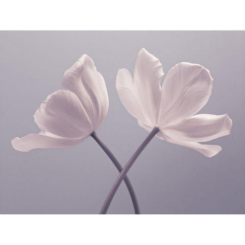 Two Tulip flowers White Modern Wood Framed Art Print by Frank, Assaf