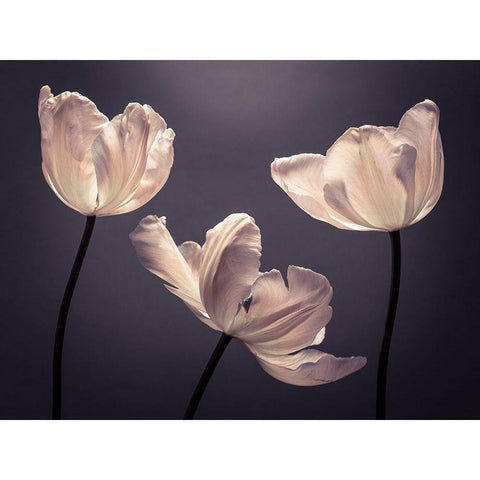 Three Tulips, FTBR-1824 Gold Ornate Wood Framed Art Print with Double Matting by Frank, Assaf