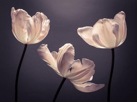 Image Only