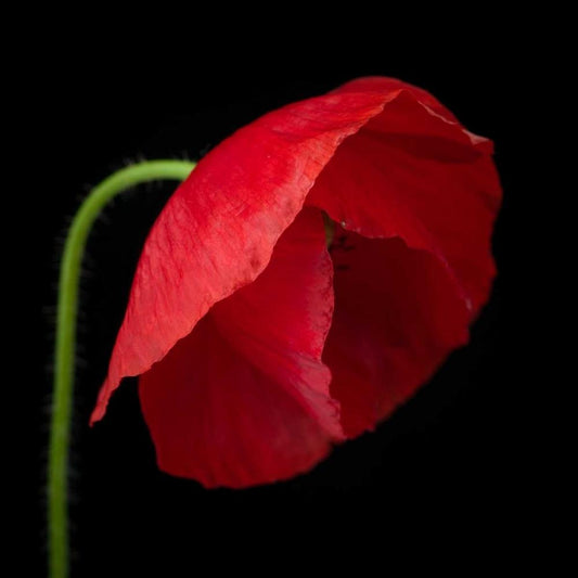 Image Only