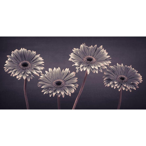 Four Gerberas, FTBR-1883 Black Modern Wood Framed Art Print with Double Matting by Frank, Assaf