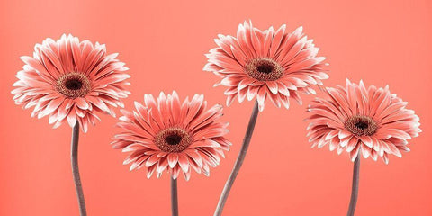 Four Gerberas - FTBR-1932 White Modern Wood Framed Art Print with Double Matting by Frank, Assaf